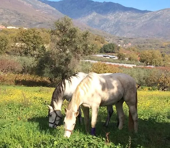 Cantarranas * Cuacos De Yuste